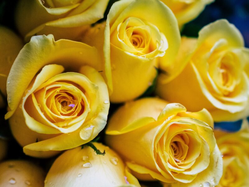 Yellow-roses