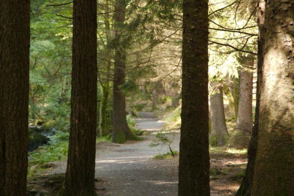 Sunlight filtering through forest trees symbolizing rebuilding momentum through steady growth