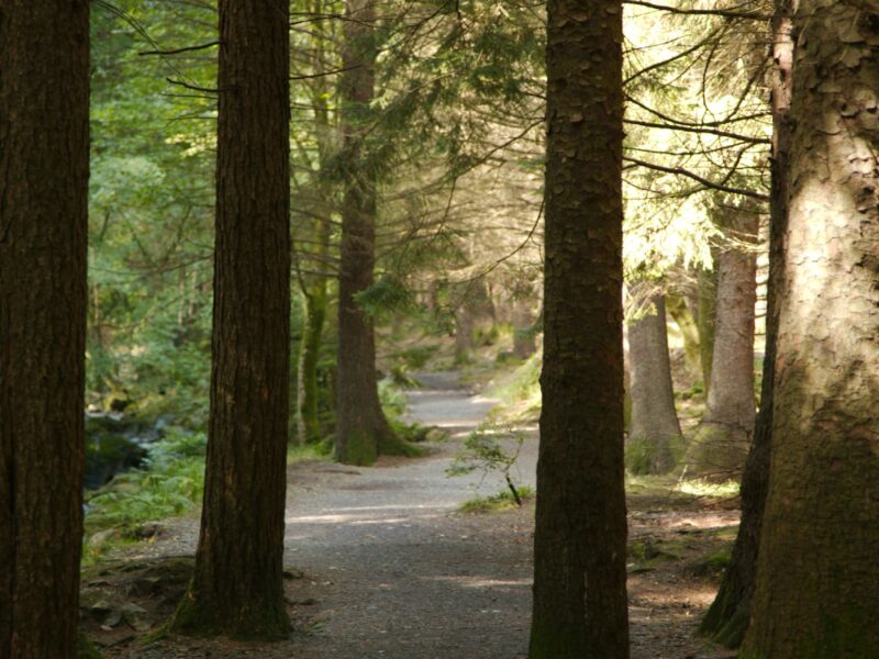 Sunlight filtering through forest trees symbolizing rebuilding momentum through steady growth