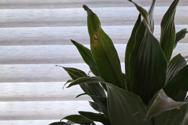 Indoor plant with slightly damaged leaves in soft window light, symbolizing imperfect growth and regaining footing in life