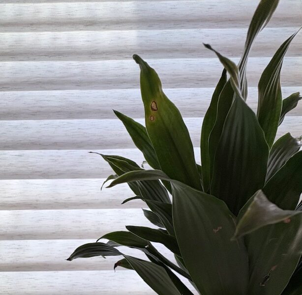 Indoor plant with slightly damaged leaves in soft window light, symbolizing imperfect growth and regaining footing in life