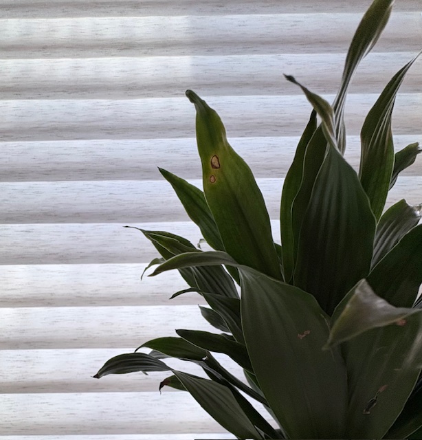 Indoor plant with slightly damaged leaves in soft window light, symbolizing imperfect growth and regaining footing in life