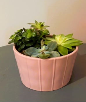 small indoor plant creating calm environment and stability for better decision making