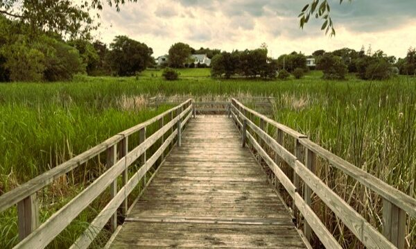 A wooden pathway through nature representing navigating professional change, building confidence, and moving forward through transitions.