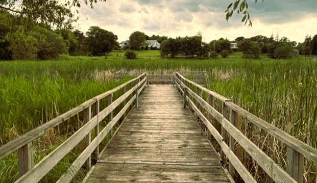 A wooden pathway through nature representing navigating professional change, building confidence, and moving forward through transitions.